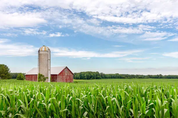 Barn and silo in a crop field.