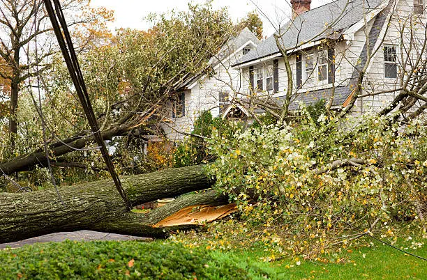 Neighborhood destroyed by fallen trees.
